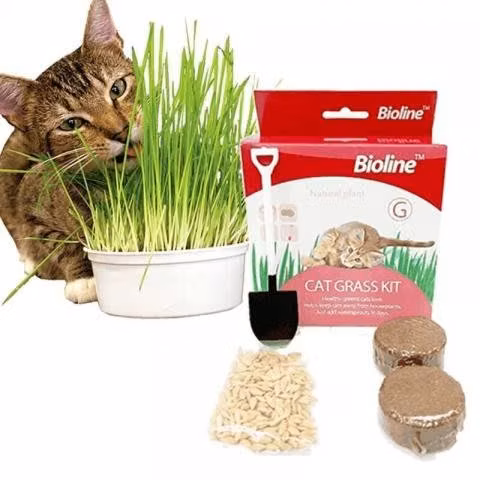Bioline Pasto Para Gatos 12g #2031