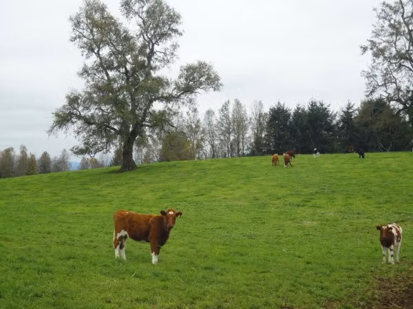 AGRICOLA Paillaco
