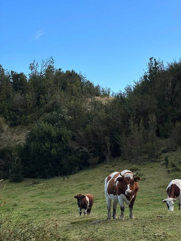 Metri Lenca, Parcela agrícola Puerto Montt  (66397)