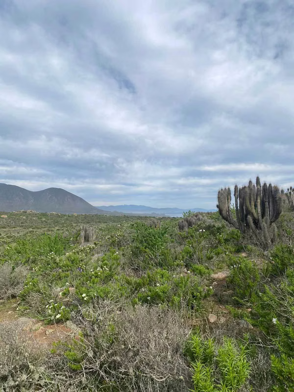 terreno Coquimbo 5000mt2 rol propio Venta (70904)