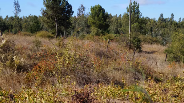 Oportunidad Terreno con agua y luz Quillón (74927)