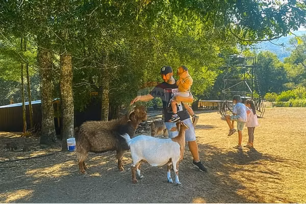 Venta granja, parcela trufulco- pucon