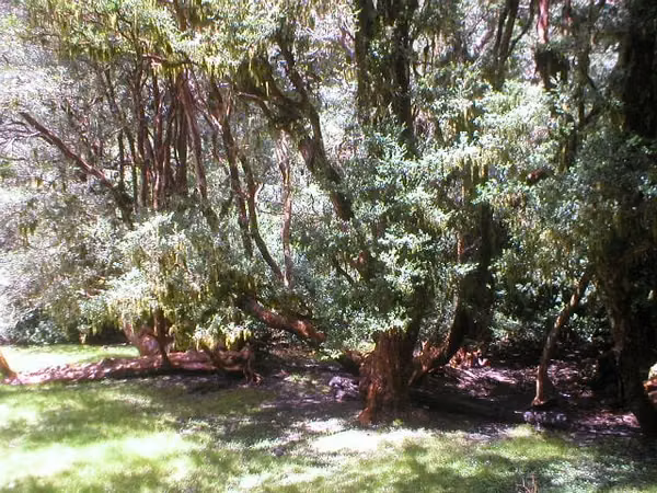 Reserva de la Biósfera Bosques Templados Lluviosos de los Andes Australes.