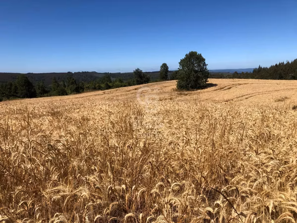 Campo de 65 hectáreas en Fresia ( al poniente de Purranque)