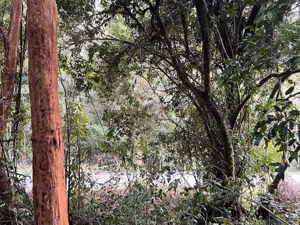 Parcela con bosque nativo en condominio consolidado