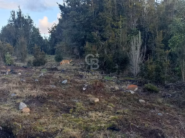 Parcela de 5000 m2, en condominio, con acceso controlado