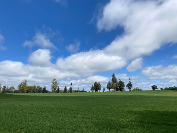Oportunidad hermoso campito de 16 Hectáreas Lago Ranco