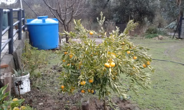 Se acepta oferta por Parcela con casa 2,5 hectáreas y plantación de limones