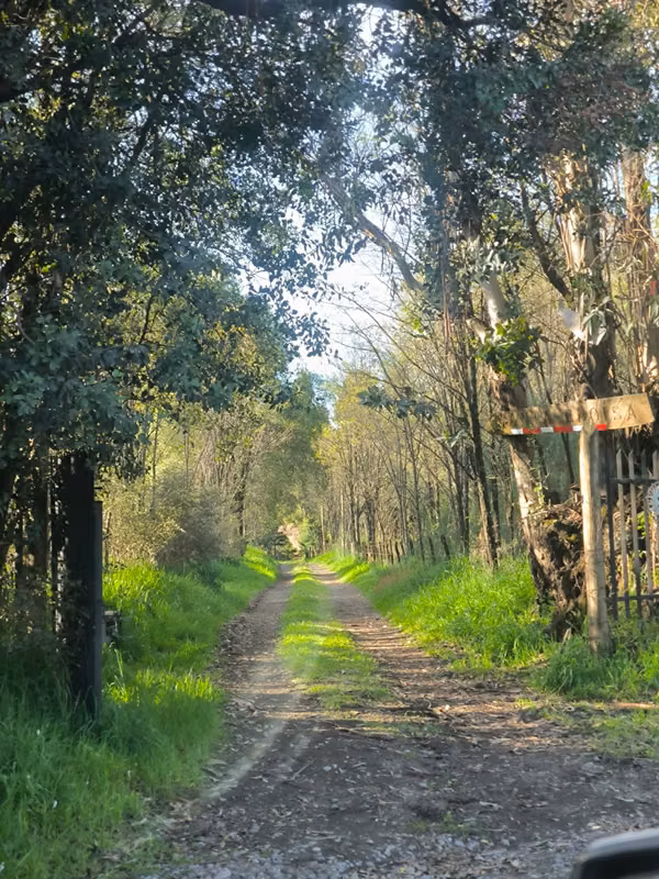 Venta  Gran Parcela Sector los Olivos,los Angeles