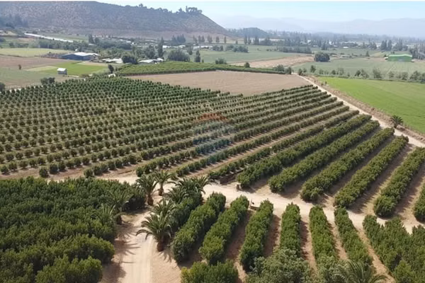 Paño 7 há con mandarinos exportación el monte