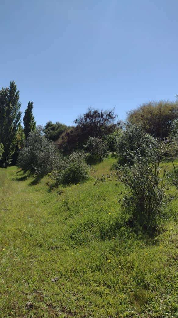 ¡Parcela en Chillán: 13,000 m² por $58.8M!