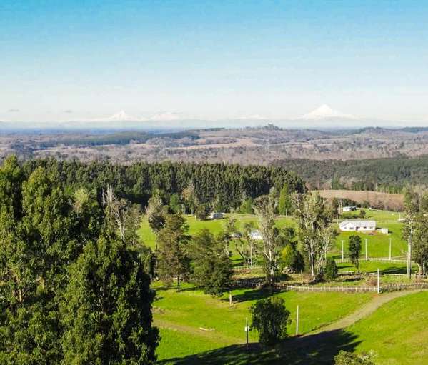 Raices de Osorno