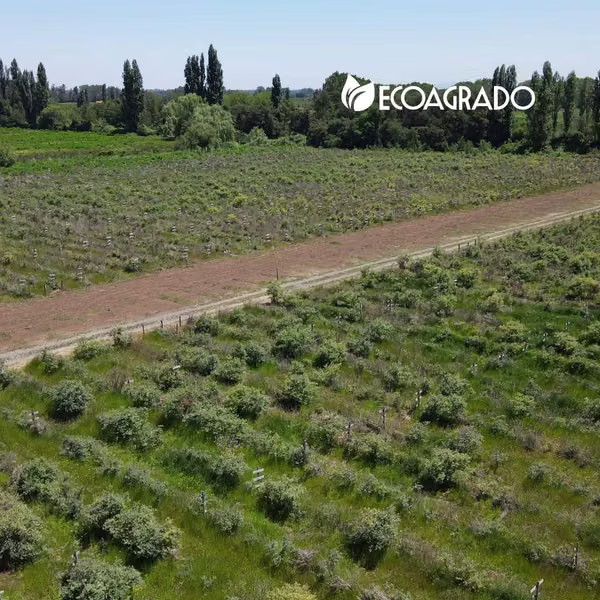 Parcelas en venta en Camino a Cato (129088)