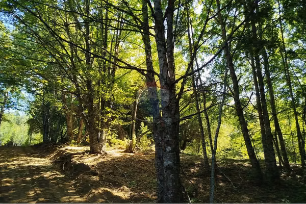 Parcelas en venta pucón villarrica
