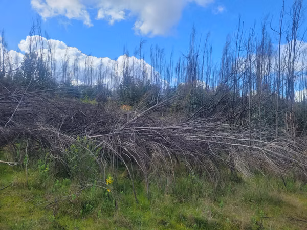 Vendo lotes de media hectareas, sector Juan Chico a 15 km de Concepción