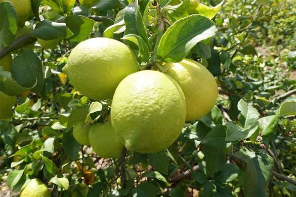 Parcela Agrícola en venta en Limache