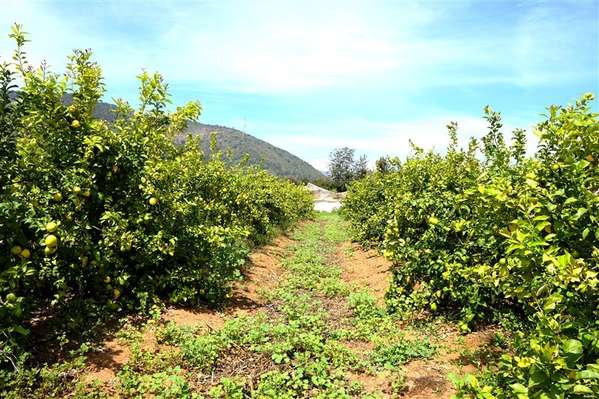 Parcela en venta en Limache