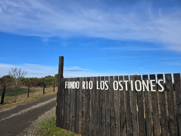 Vende parcelas con rol propio, desde 5.000 mt2, en proyecto Fundo Río Los Ostiones, Los Muermos.  Opción de Crédito directo.