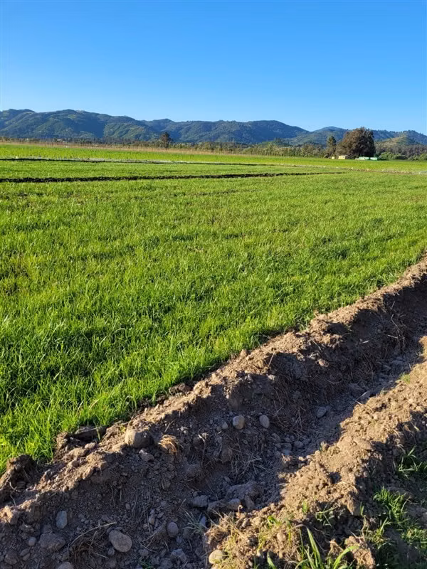 Agrícola en venta en Hualañe