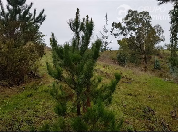 Parcela en venta en Paredones