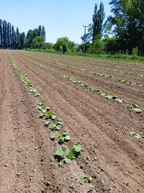 Parcela en venta en Longaví