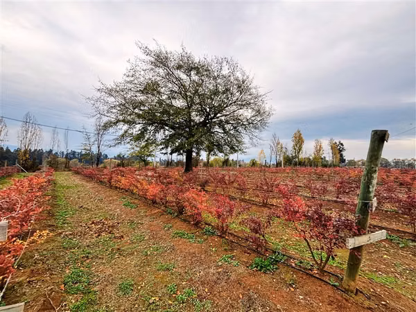 Vende 10.1 hás en San Clemente Arandanos en producción