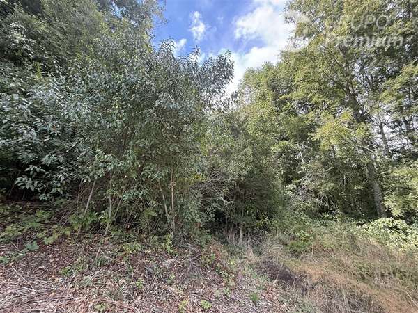 Venta- Paracela- Villarrica-5000 Mt2