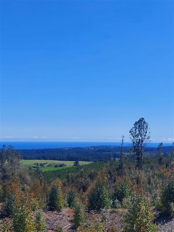 Parcela Pichilemu, 6km playa Mónaco Descuento Venta en Verde