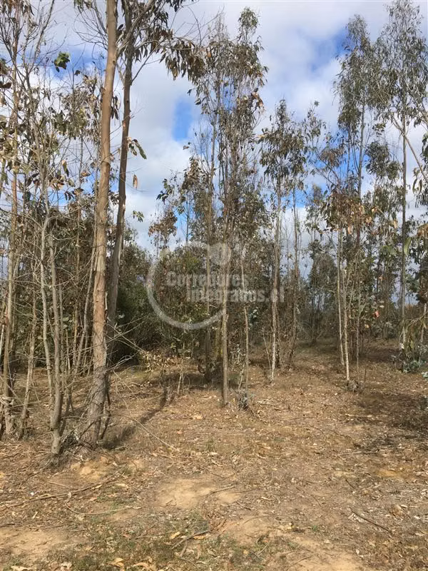 Sitio en Venta en Algarrobo
