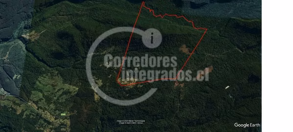 Campo Bosque Nativo, apto conservacion, inmediato a Puyehue