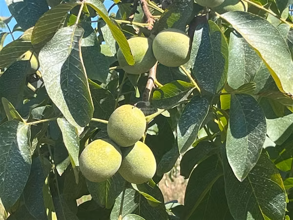Agrícola en venta en Linares