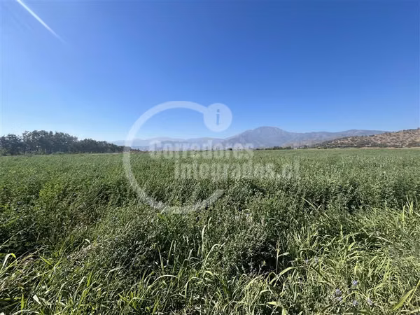 Agrícola en venta en Curacaví