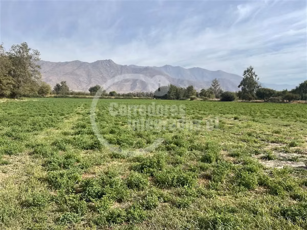 Agrícola en venta en Rinconada