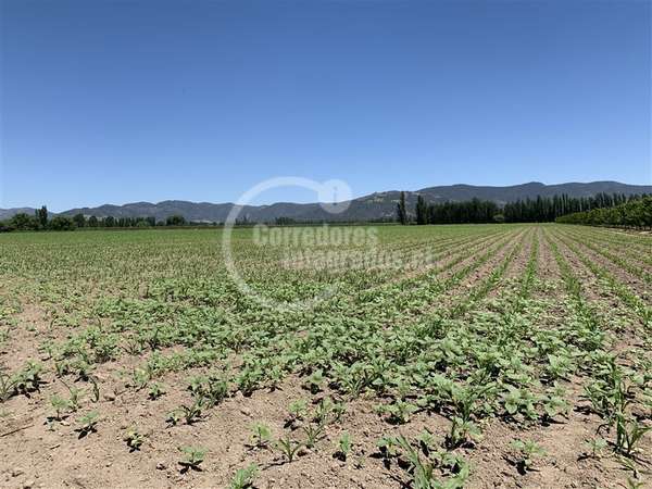 Agrícola en venta en San Vicente