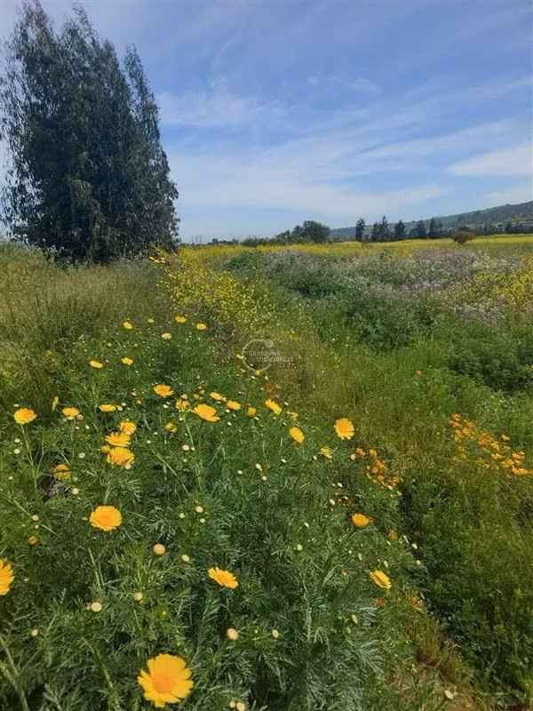 Parcela en Venta en Limache