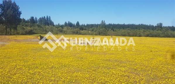 Parcela en venta en Parral sector Machicura