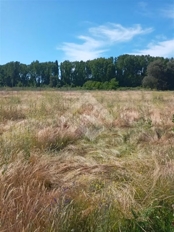 Parcela Agrícola en Venta en Linares 3 Hectáreas