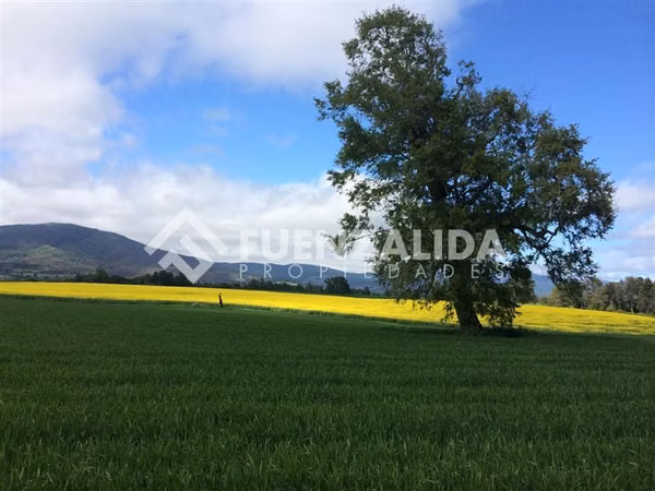 Fundo Agrícola en venta en Loncoche.
