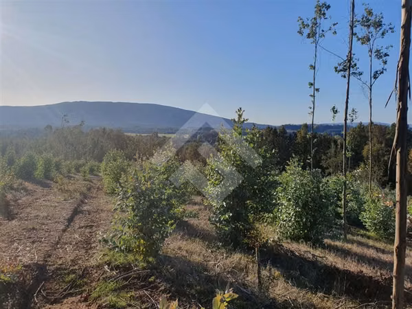 SE VENDE CAMPO DE 24,5 HECTAREAS EN VILLARRICA