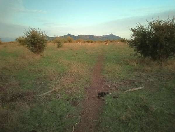 CAMPO AGRÍCOLA DE 31,3 HA EN VENTA, RÍO CLARO, MAULE