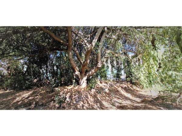 Venta de parcela con frutales en San Isidro (162525)
