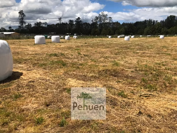 Parcela 5000 M2 Parcelación Agrado  sector Centinela La Huacha Frutillar