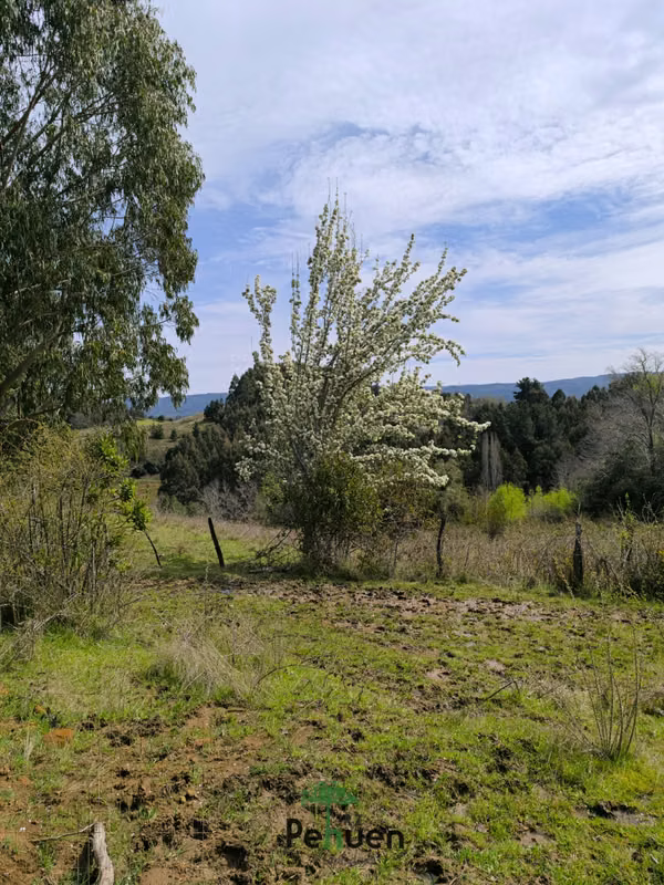 Campo 12ha  camino parque Alerce Costero