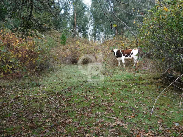 Parcela de agrado con plantación de Eucaliptus | Osorno