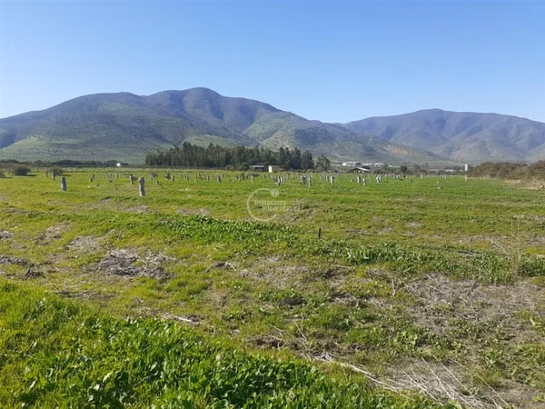 Agrícola en Longotoma con invernaderos y cultivo de Pistacho