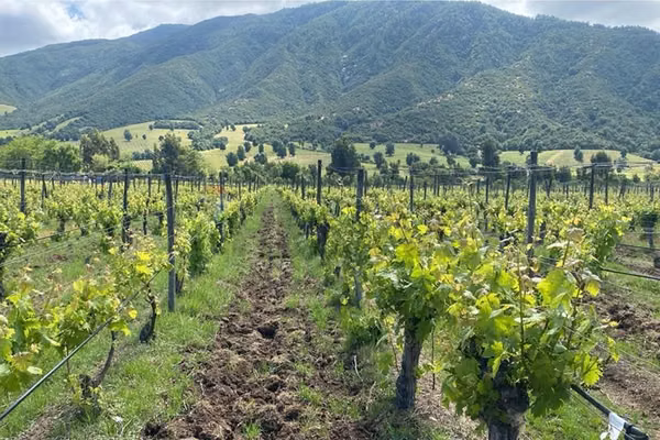 Winelot pircas de apalta