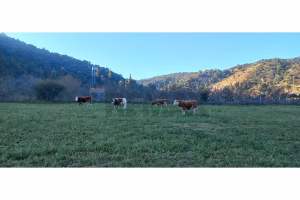 Predio en venta, las cabras (vi region) 92 hás