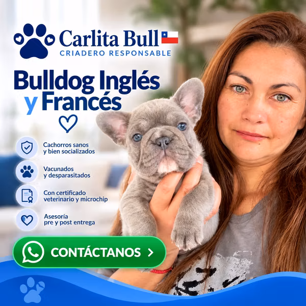Bulldog francés y ingles