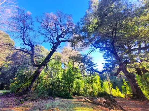 venta de campo cordillerano