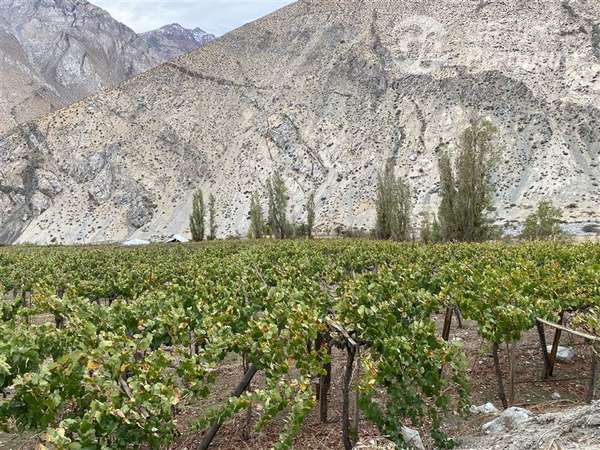Parcela en venta en Paiguano